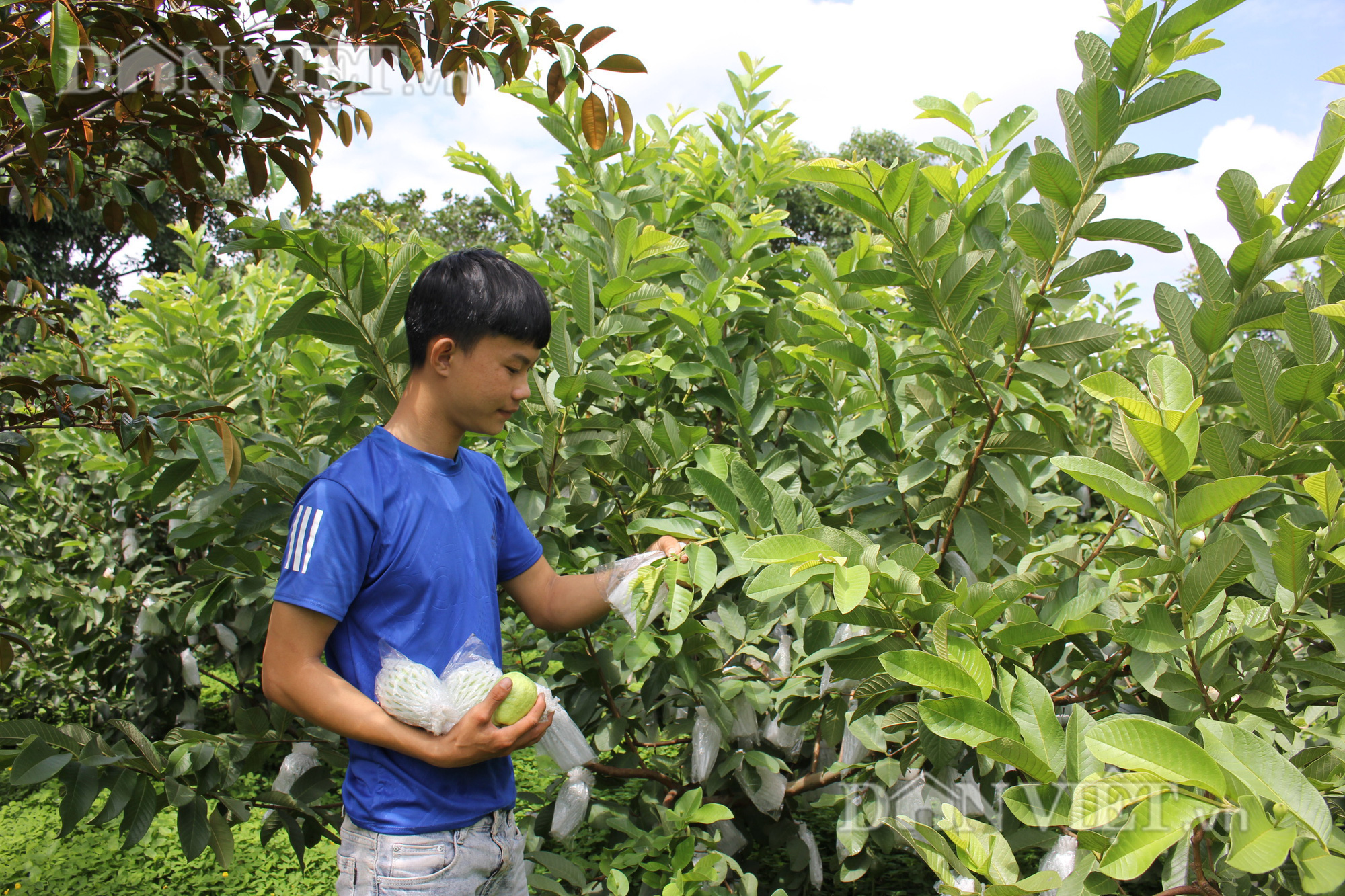 Đắk Lắk