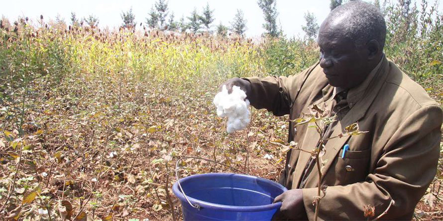 Kenya, Bangladesh mở cửa với bông và cà tím biến đổi gen - Ảnh 1.