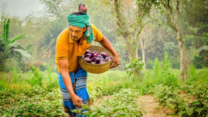 Kenya, Bangladesh mở cửa với bông và cà tím biến đổi gen - Ảnh 2.