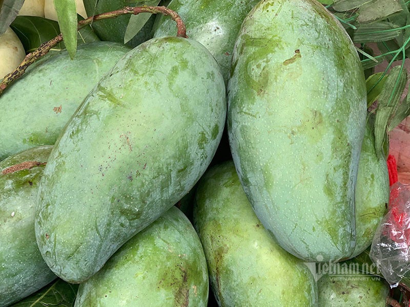 Xoài khổng lồ xuất hiện tràn khắp chợ Hà Nội - Ảnh 1. Xoài khổng lồ xuất hiện tràn khắp chợ Hà Nội - Ảnh 1.