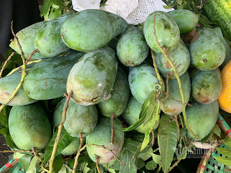 Xoài khổng lồ xuất hiện tràn khắp chợ Hà Nội - Ảnh 5. Xoài khổng lồ xuất hiện tràn khắp chợ Hà Nội - Ảnh 5.