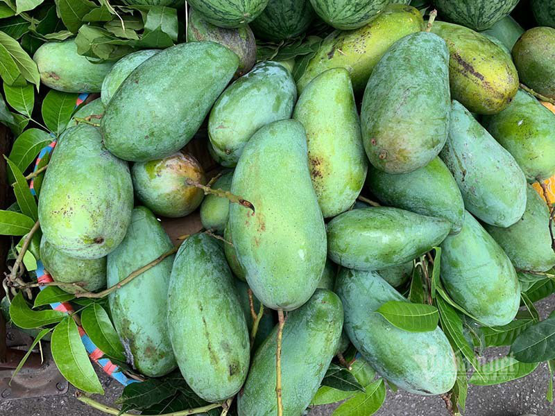 Xoài khổng lồ xuất hiện tràn khắp chợ Hà Nội - Ảnh 6. Xoài khổng lồ xuất hiện tràn khắp chợ Hà Nội - Ảnh 6.