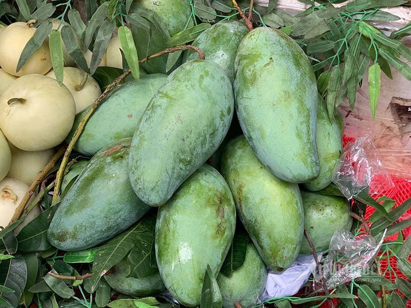 Xoài khổng lồ xuất hiện tràn khắp chợ Hà Nội - Ảnh 7. Xoài khổng lồ xuất hiện tràn khắp chợ Hà Nội - Ảnh 7.