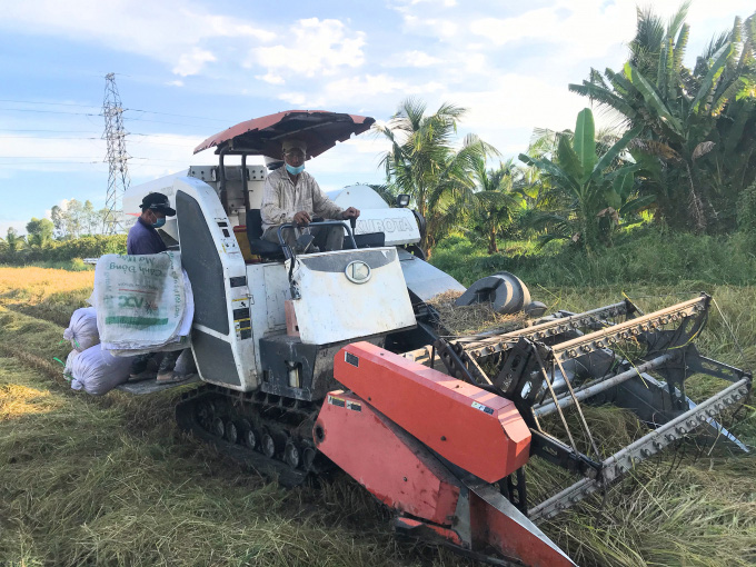 Thương lái cọc mua lúa từ khi còn ngậm sữa, giá lúa hè thu tăng 30.000 đồng/giạ - Ảnh 1.