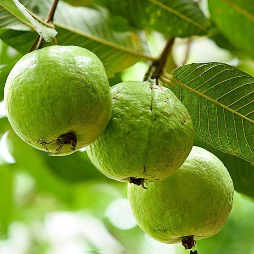 Mẹo chọn ổi giòn ngon, đảm bảo bách phát bách trúng - Ảnh 1.