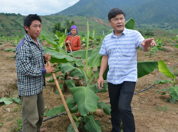 Người đánh bạc với cây chuối trên vùng đất gió - Ảnh 6. Người đánh bạc với cây chuối trên vùng đất gió - Ảnh 6.