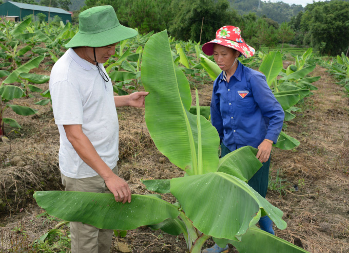 Người đánh bạc với cây chuối trên vùng đất gió - Ảnh 3. Người đánh bạc với cây chuối trên vùng đất gió - Ảnh 3.