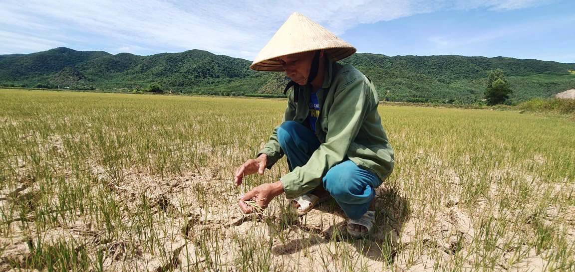 Nông dân Quảng Bình rơi nước mắt trên cánh đồng nứt toác - Ảnh 1.