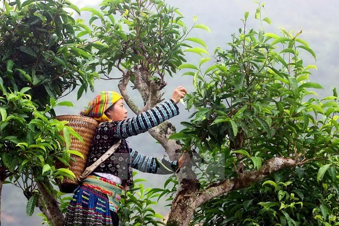 20 nước nhập khẩu chè Shan tuyết hữu cơ Hà Giang - Ảnh 1. 20 nước nhập khẩu chè Shan tuyết hữu cơ Hà Giang - Ảnh 1.