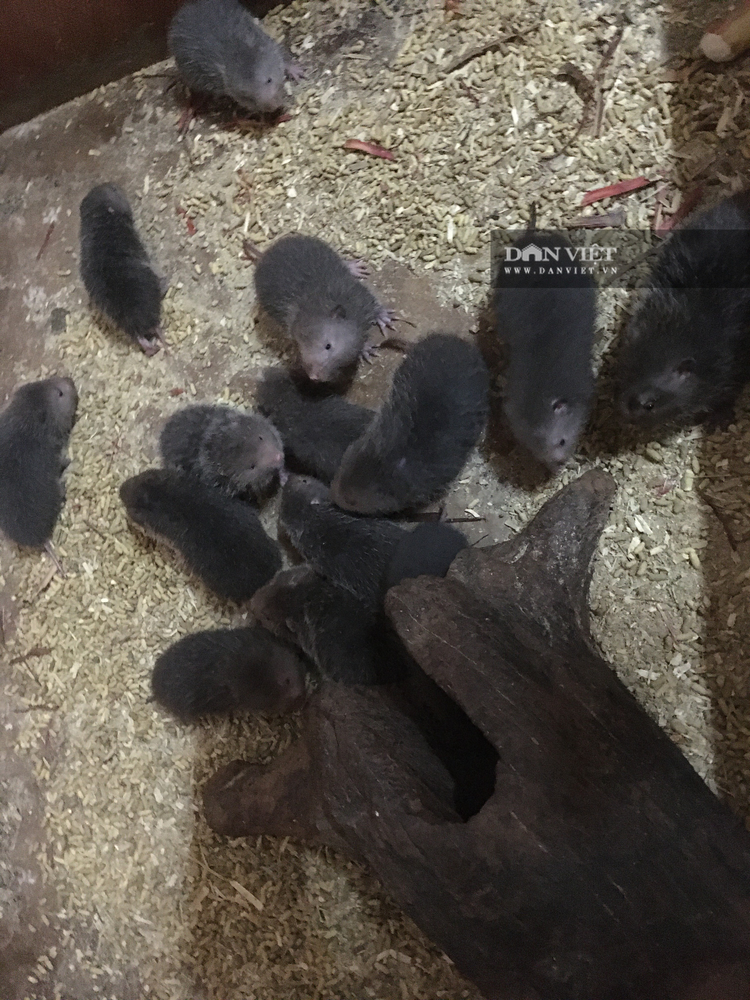 Đà Nẵng: 8X bỏ nghề quản lý về nuôi còn &quot;ngủ ngày, ăn đêm&quot; thu lãi khủng - Ảnh 5.