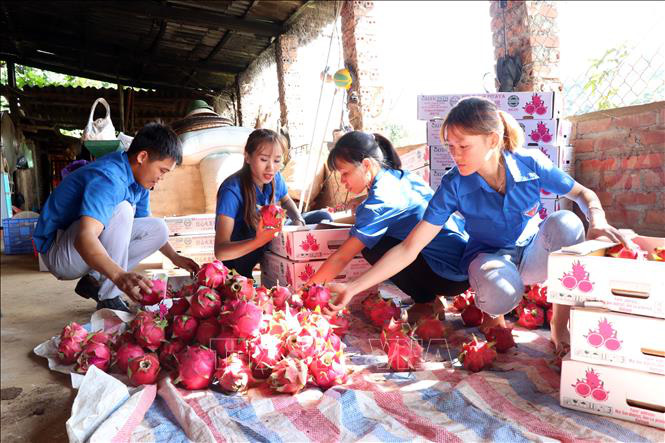 Xuất khẩu 10 tấn thanh long sang thị trường Nga - Ảnh 1.
