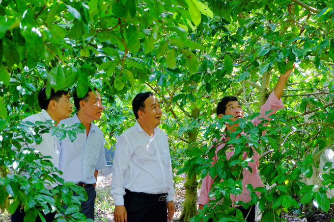 Vươn lên làm giàu nhờ trồng mãng cầu xiêm - Ảnh 3.