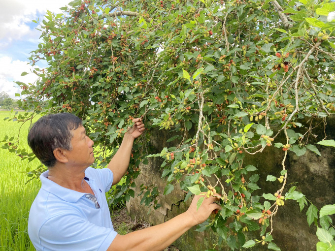 An Giang: Trồng dâu tằm lấy trái cho thu nhập ổn định - Ảnh 5. An Giang: Trồng dâu tằm lấy trái cho thu nhập ổn định - Ảnh 5.
