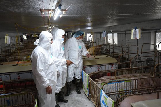 Thái Lan giảm xuất khẩu thịt heo sang Việt Nam - Ảnh 3. Thái Lan giảm xuất khẩu thịt heo sang Việt Nam - Ảnh 3.