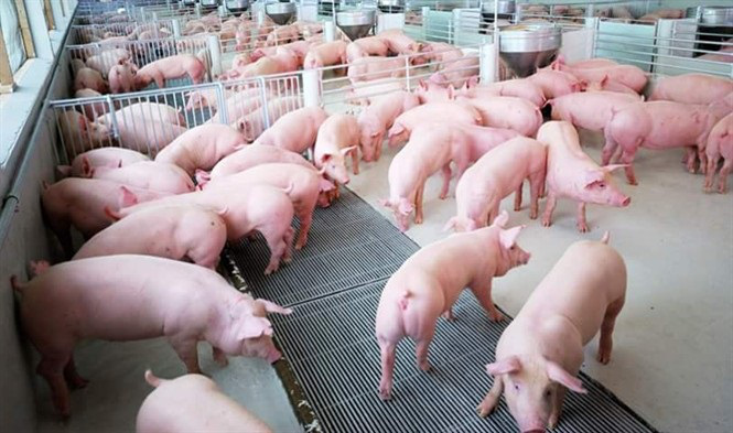 Hộ chăn nuôi lợn không có đủ nguồn lực để đầu tư tái đàn - Ảnh 1. Hộ chăn nuôi lợn không có đủ nguồn lực để đầu tư tái đàn - Ảnh 1.