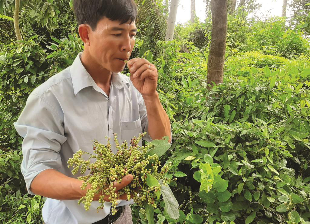 An Giang: Trái chồi mồi - đặc sản rừng phải không cao lương mỹ vị nhưng lại ẩn chứa tình quê - Ảnh 3.