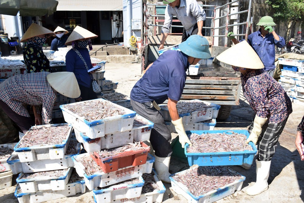 Giá cá trỏng ở Nghệ An chạm mức kỷ lục - Ảnh 3. Giá cá trỏng ở Nghệ An chạm mức kỷ lục - Ảnh 3.