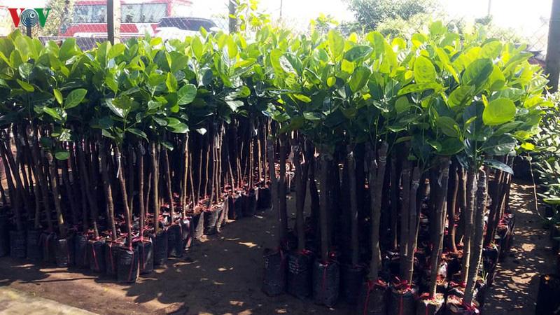 Sau hạn mặn, giá cây giống ở Tiền Giang tăng chóng mặt - Ảnh 1. Sau hạn mặn, giá cây giống ở Tiền Giang tăng chóng mặt - Ảnh 1.