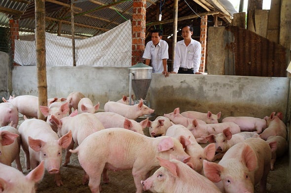 Giá heo hơi hôm nay 5/7: Giá lợn miền Bắc 93.000 đồng/kg, chủ trại thở phào vì trả hết nợ - Ảnh 1.