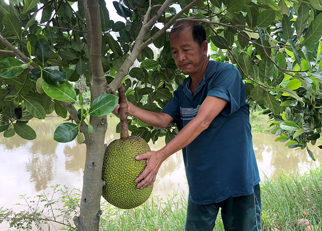 Trước bán 1 quả mít thu gần nửa triệu, giờ giá mít Thái chỉ còn vài ngàn đồng/kg - Ảnh 2. Trước bán 1 quả mít thu gần nửa triệu, giờ giá mít Thái chỉ còn vài ngàn đồng/kg - Ảnh 2.