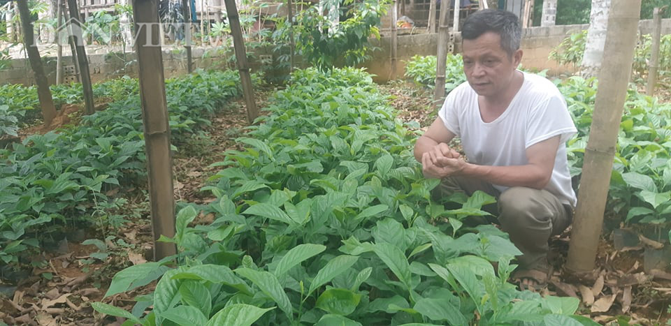 Trồng dổi làm muối dổi làm đổi đời cả một xã người Mường  - Ảnh 5.