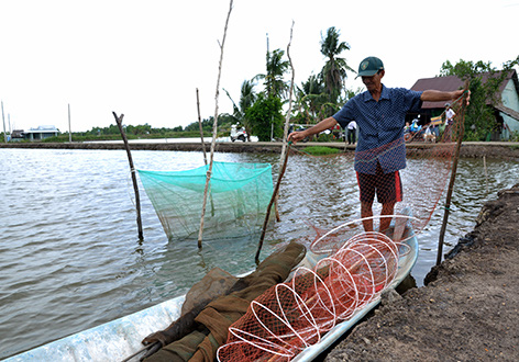 Vùng đất nuôi tôm luân canh trên đất lúa, ít phải cho ăn mà lại bắt được nhiều - Ảnh 1.