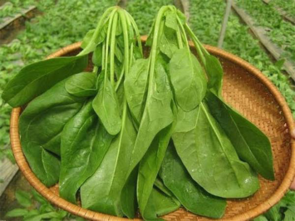 Đọc xong 7 lý do này, bạn sẽ mua và ăn rau cải bó xôi thường xuyên ngay lập tức - Ảnh 2. Đọc xong 7 lý do này, bạn sẽ mua và ăn rau cải bó xôi thường xuyên ngay lập tức - Ảnh 2.