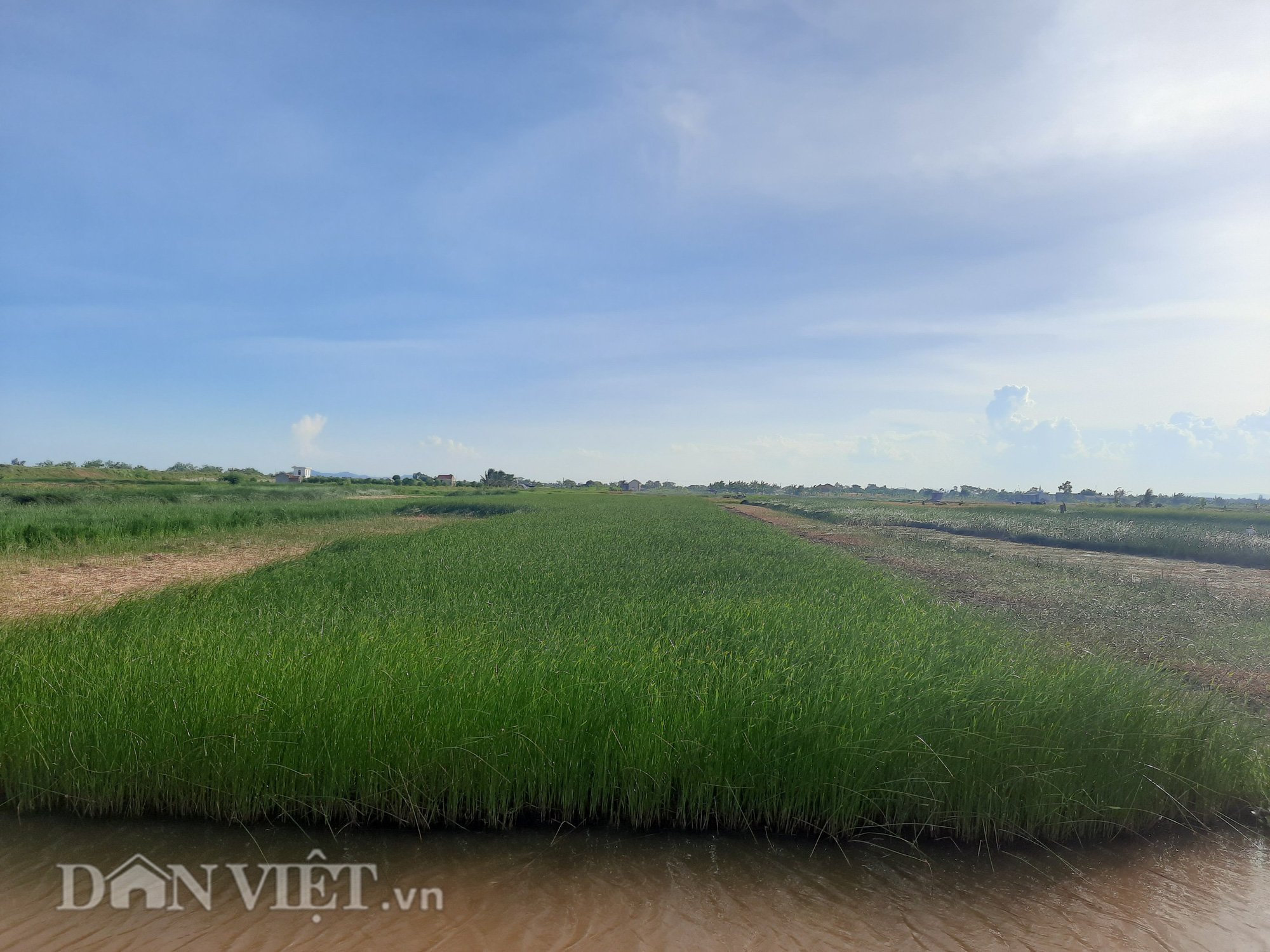 Nông dân Thanh Hóa ra đồng từ tờ mờ 3 giờ sáng để thu hoạch cói - Ảnh 1.