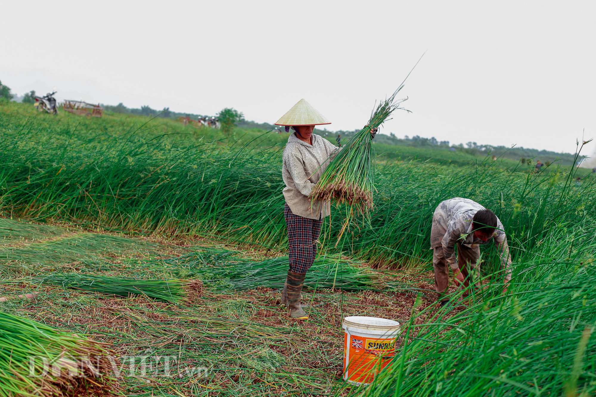 Nông dân Thanh Hóa ra đồng từ tờ mờ 3 giờ sáng để thu hoạch cói - Ảnh 2.