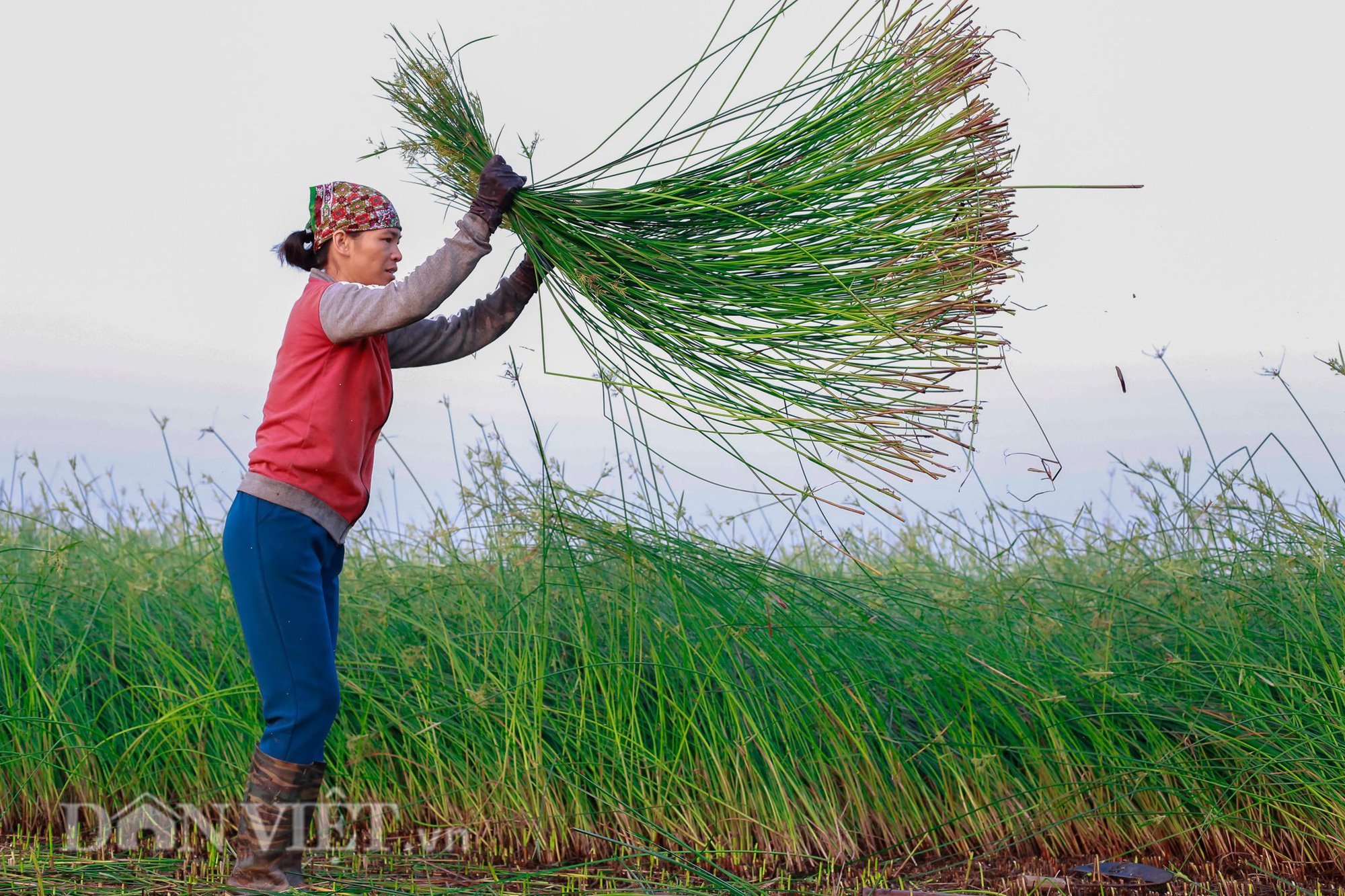Nông dân Thanh Hóa ra đồng từ tờ mờ 3 giờ sáng để thu hoạch cói - Ảnh 5.