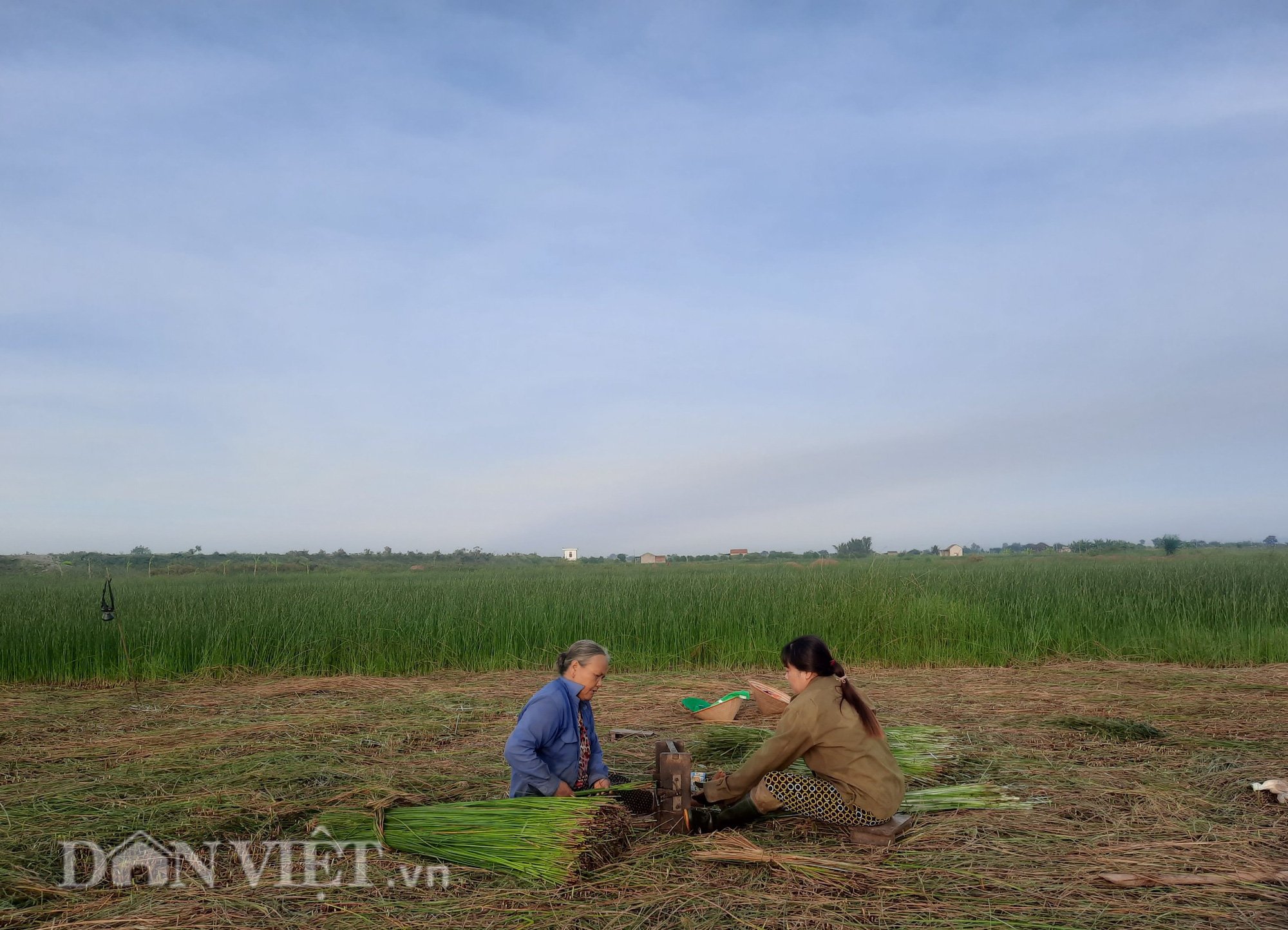 Nông dân Thanh Hóa ra đồng từ tờ mờ 3 giờ sáng để thu hoạch cói - Ảnh 6.