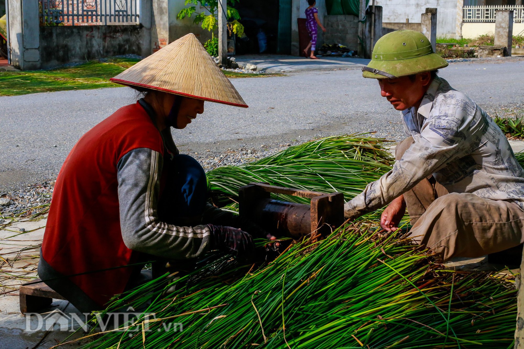 Nông dân Thanh Hóa ra đồng từ tờ mờ 3 giờ sáng để thu hoạch cói - Ảnh 7.