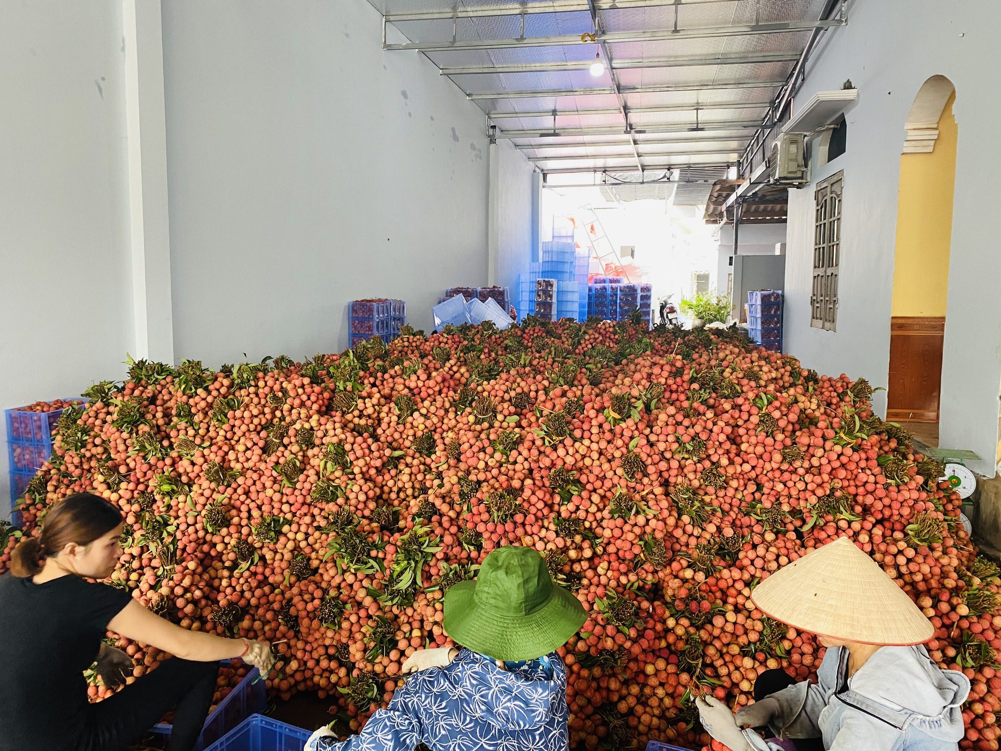 137 thương nhân Trung Quốc, 300 điểm cân gom 77.000 tấn vải thiều đưa sang biên giới - Ảnh 1.