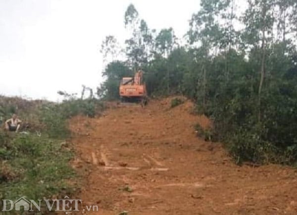 Vĩnh Phúc: Giao hơn 55ha đất cho chủ tịch xã, rừng phòng hộ bị &quot;hạ sát&quot; - Ảnh 3.