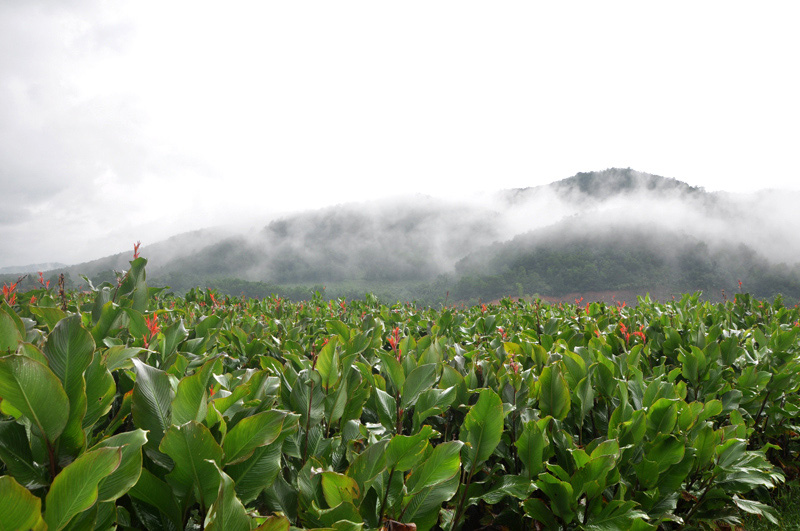 Họp HĐND tỉnh Quảng Ninh: Hỗ trợ 100% chi phí bồi dưỡng, đào tạo khuyến nông - Ảnh 2.