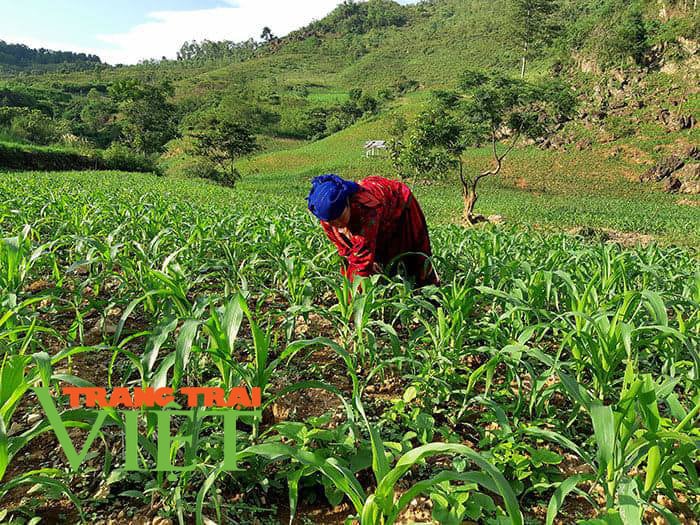 Điện Biên: Tập trung sản xuất vụ mùa hè thu - Ảnh 2. Điện Biên: Tập trung sản xuất vụ mùa hè thu - Ảnh 2.