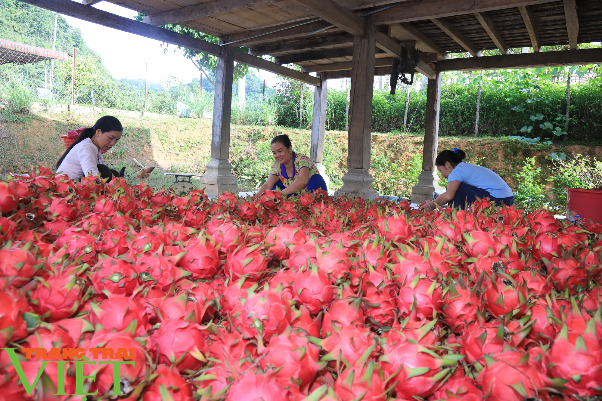 Thuận Châu xuất khẩu 2 tấn thanh long ruột đỏ sang Nga - Ảnh 1. Thuận Châu xuất khẩu 2 tấn thanh long ruột đỏ sang Nga - Ảnh 1.