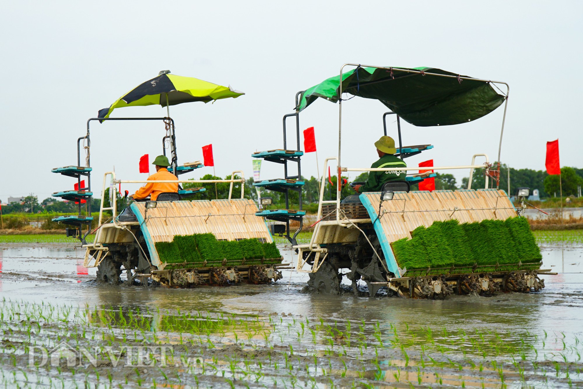 Hải Dương: Lần đầu tiên trình diễn máy cấy lúa trên đồng ruộng - Ảnh 8.