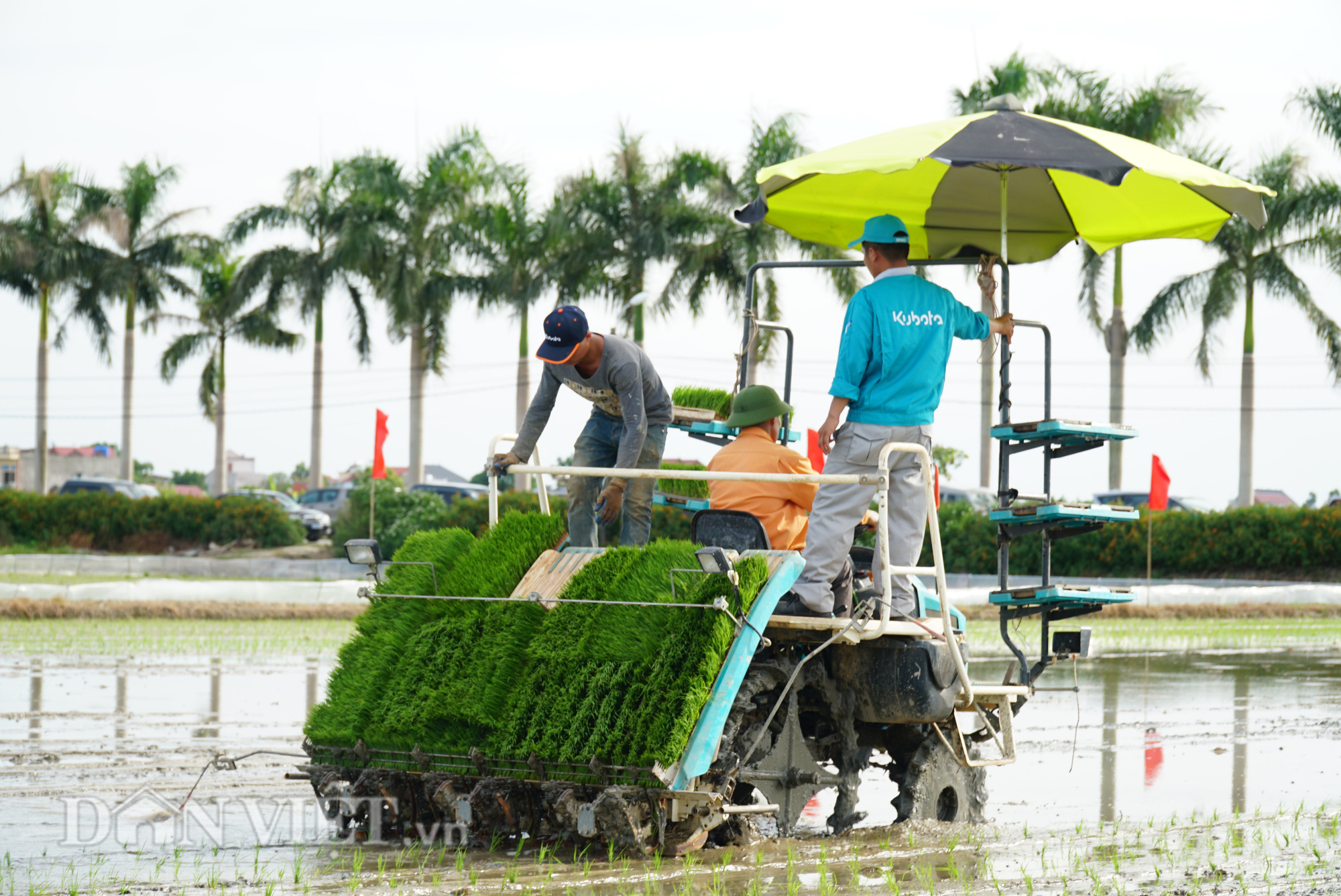 Hải Dương: Lần đầu tiên trình diễn máy cấy lúa trên đồng ruộng - Ảnh 10.