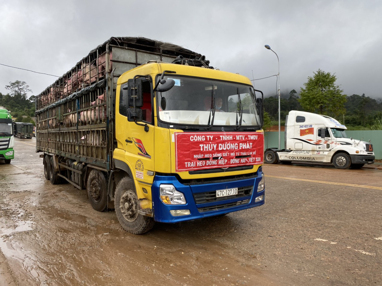 Heo thịt Thái Lan từng không cạnh tranh được với heo Việt, phải bán lỗ vốn - Ảnh 1. Heo thịt Thái Lan từng không cạnh tranh được với heo Việt, phải bán lỗ vốn - Ảnh 1.
