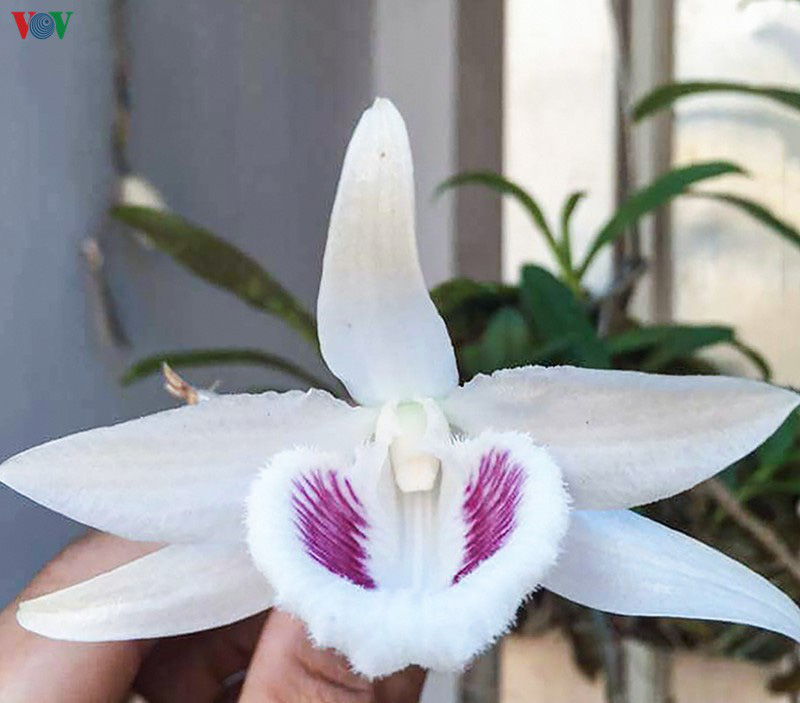 Bí quyết nhận diện lan đột biến đang "khuynh đảo" thị trường - Ảnh 2. Bí quyết nhận diện lan đột biến đang "khuynh đảo" thị trường - Ảnh 2.