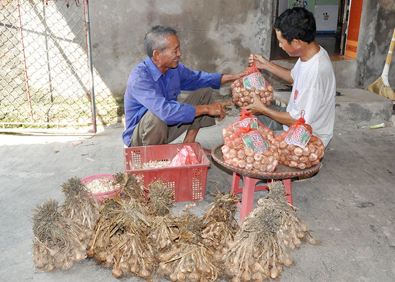 Tỏi Lý Sơn, tỏi An Thịnh vừa được cấp chỉ dẫn địa lý đặc biệt thế nào? - Ảnh 1.