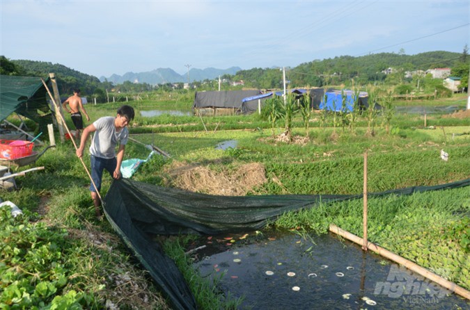 Thu tiền tỷ từ nuôi ốc nhồi - Ảnh 8.