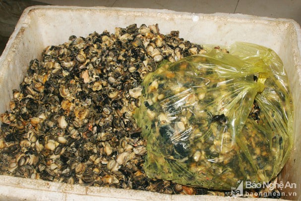 Nghệ An: Kéo nhau đi &quot;săn&quot; ốc bươu vàng bán cho thương lái, thì ra để làm thứ này - Ảnh 4.