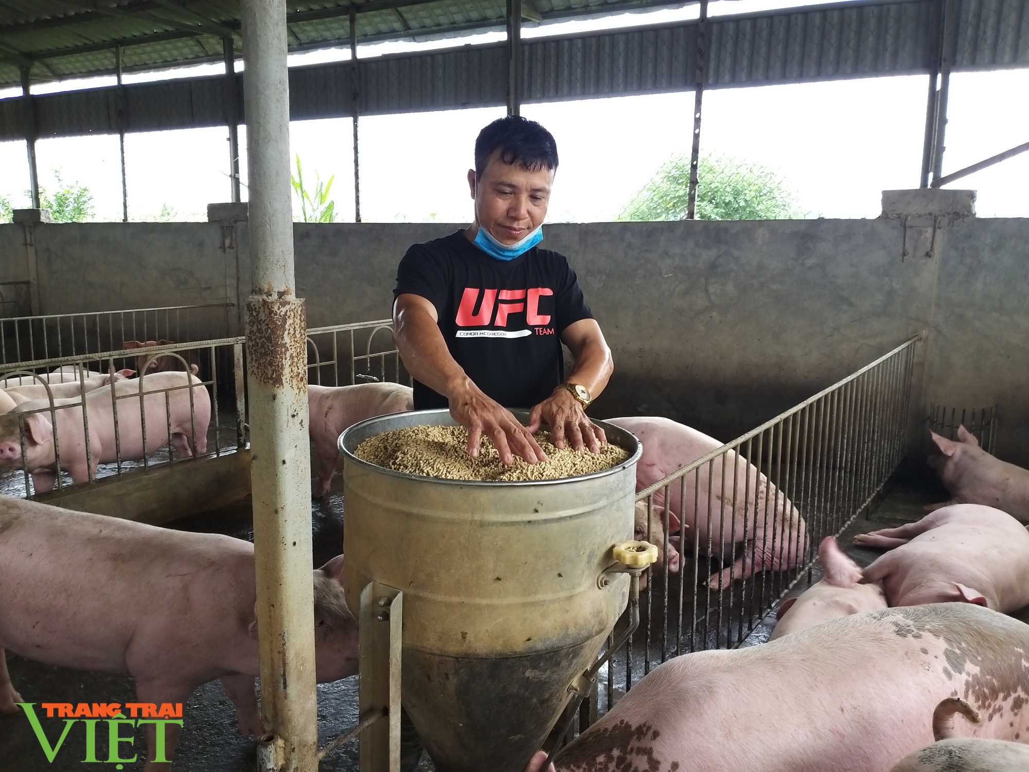 Tỷ phú chăn nuôi lợn ở Phương Đình - Ảnh 2. Tỷ phú chăn nuôi lợn ở Phương Đình - Ảnh 2.