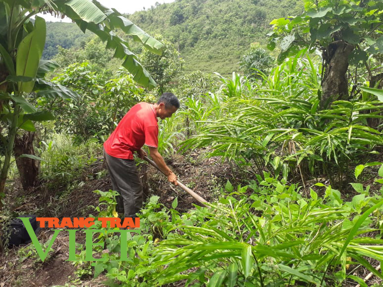 Mường Nhé: “Quả ngọt” dưới tán rừng - Ảnh 1. Mường Nhé: “Quả ngọt” dưới tán rừng - Ảnh 1.