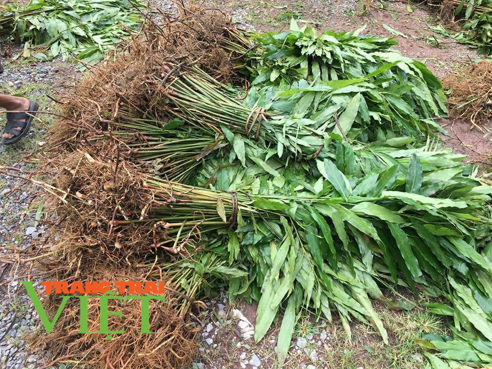 Mường Nhé: “Quả ngọt” dưới tán rừng - Ảnh 4. Mường Nhé: “Quả ngọt” dưới tán rừng - Ảnh 4.