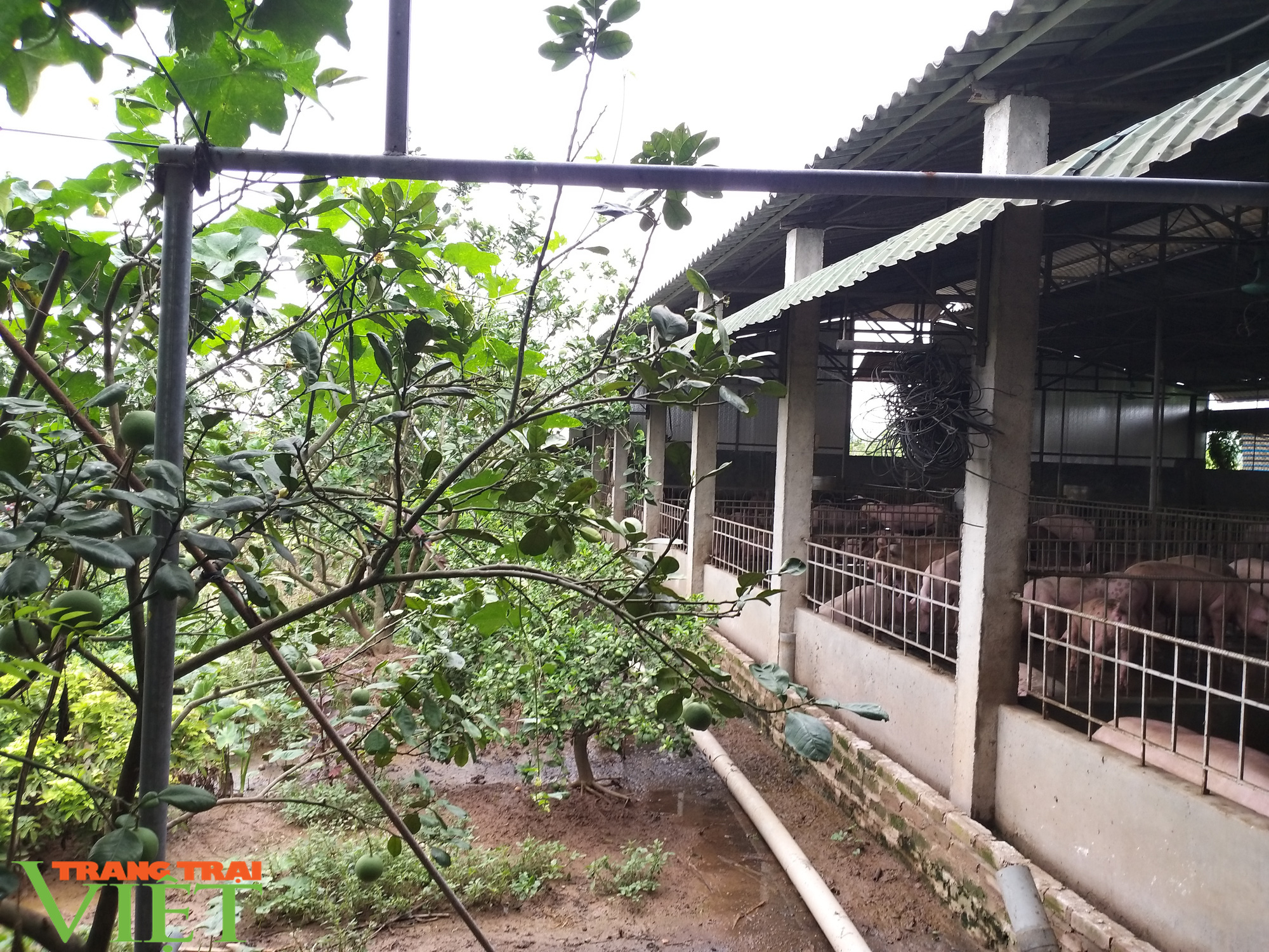 Tỷ phú chăn nuôi lợn ở Phương Đình - Ảnh 3. Tỷ phú chăn nuôi lợn ở Phương Đình - Ảnh 3.