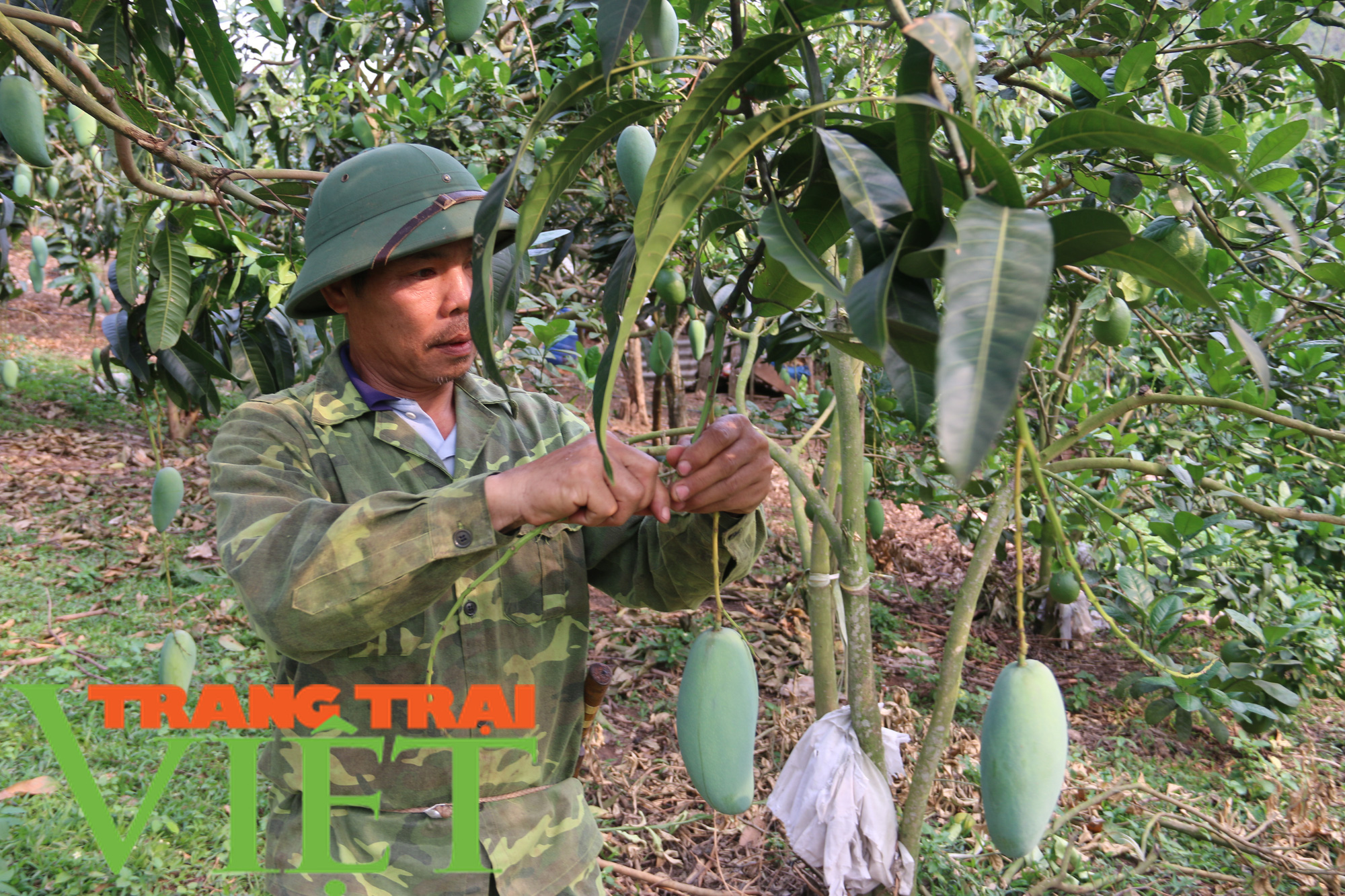 Hội Nông dân Yên Châu: Hỗ trợ hội viên cách làm giàu - Ảnh 7.