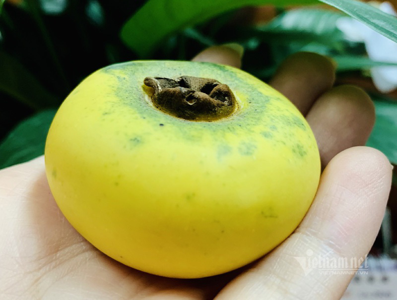 Người Hà thành lùng mua quả thị thơm: Ngày bán 6 tạ, kiếm lãi tiền triệu - Ảnh 1. Người Hà thành lùng mua quả thị thơm: Ngày bán 6 tạ, kiếm lãi tiền triệu - Ảnh 1.